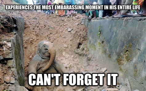 10++ Funny Elephant Memes Pictures - Factory Memes