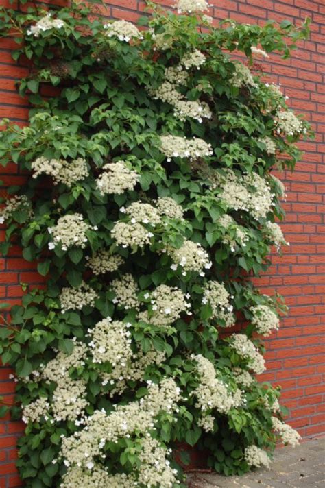 Klimhortensia - Onlineplantenshop.nl