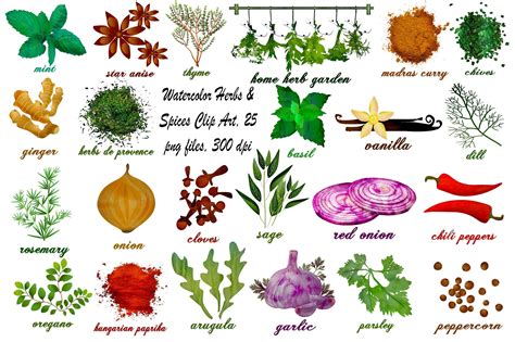 Watercolor Herbs & Spices ClipArt by FrankiesDaughtersDesign on ...