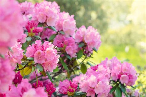 15 Shrubs For Wet Clay Soil That Will Look Great In Your Garden