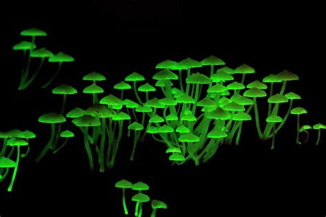 Bioluminescent Mushrooms Photograph by Melvyn Yeo/science Photo Library ...