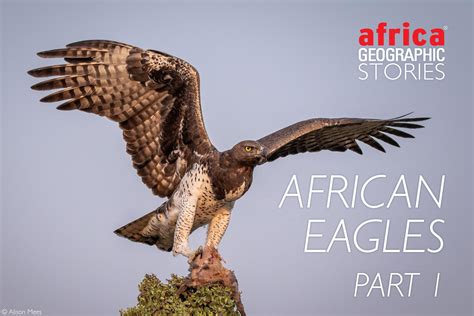 African eagles - Avian apex predators, part 1 - Africa Geographic