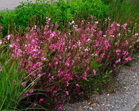 GardensOnline: Gaura lindheimeri