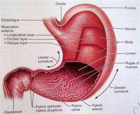 of gastrointestinal gi or digestive tract it a muscular highly vascular ...