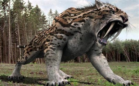 New Saber-Toothed Tiger Species Discovered In Argentina Thanks To ...