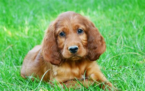 Irish Setter Dog Breed Information & Pictures of Puppies