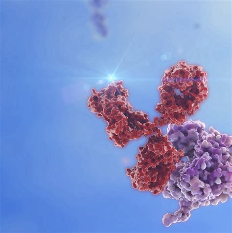 Humanized CD28 Mouse Model | Immuno-Oncology ICP Catalog | genOway