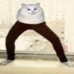 Sus cat Meme Generator - Imgflip