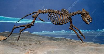 Preserved dire wolf skeleton - Stock Image - Z932/0434 - Science Photo ...