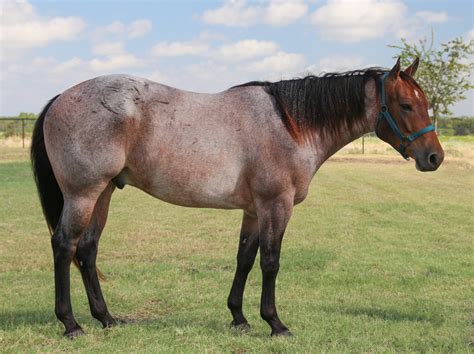 File:Red roan Quarter Horse.jpg - Wikimedia Commons