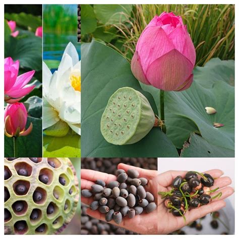 Ceylon Nelumbo Nucifera Lotus Flower Seeds Germinated Seeds Free ...