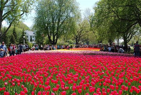 Canadian Tulip Festival 2024 - Gilda Etheline