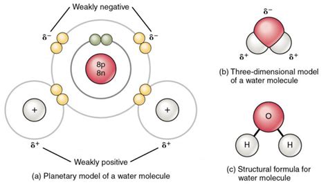 Chemical Bonds | Anatomy and Physiology I