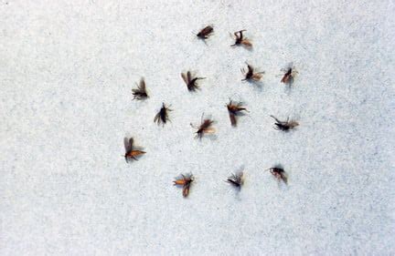 Fungus gnats (sciarid flies) / RHS Gardening