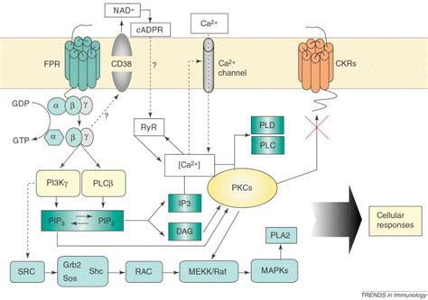 Formyl-peptide receptors revisited: Trends in Immunology