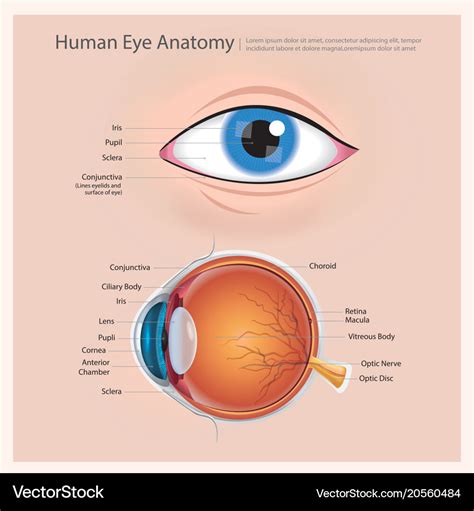 Eye Anatomy Poster