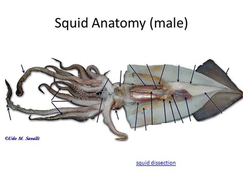 Male Squid Anatomy