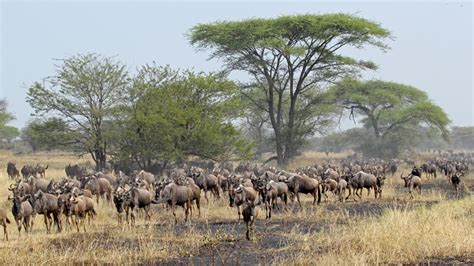 Blue Wildebeest (Connochaetes taurinus) | about animals