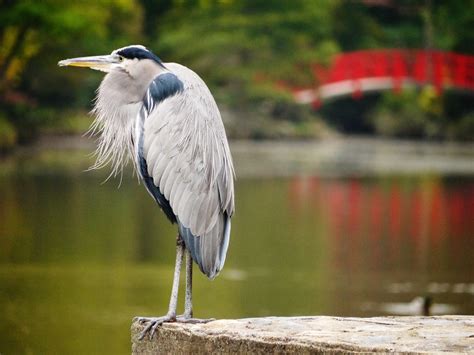 gardens@duke: Species Spotlight: Great Blue Heron