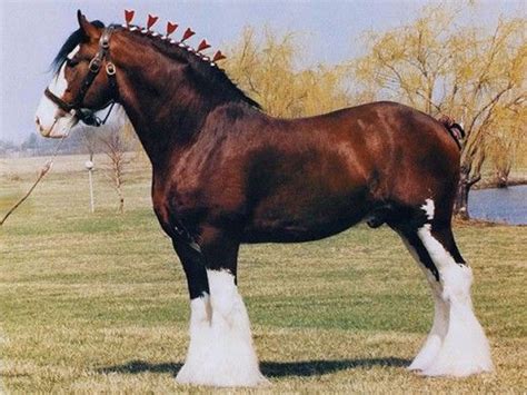 Pin by Classic Equine Equipment on Draft Horses | Pinterest