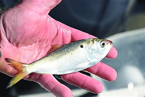 Managing Menhaden: The Most Important Fish in the Sea - Fly Fisherman