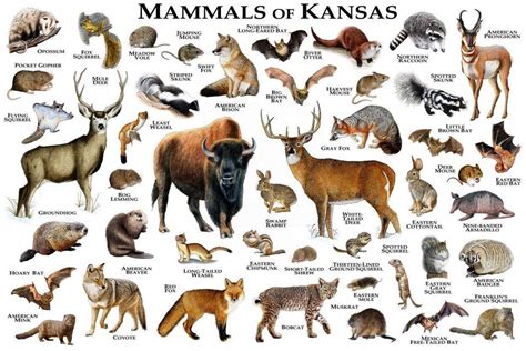 Mammals Of Kansas Print - Kansas Mammals Field Guide - Animals Of ...