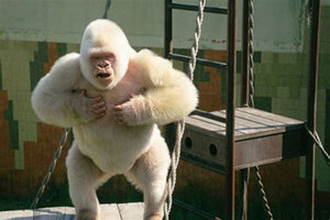 Snowflake: the Albino Gorilla Profile, Facts, Lifespan - Primates Park