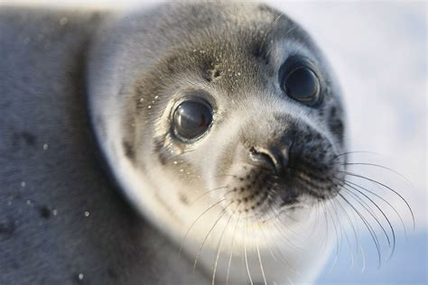 9 Fascinating Facts About Seals