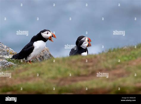 Atlantic Puffins during mating season Stock Photo - Alamy