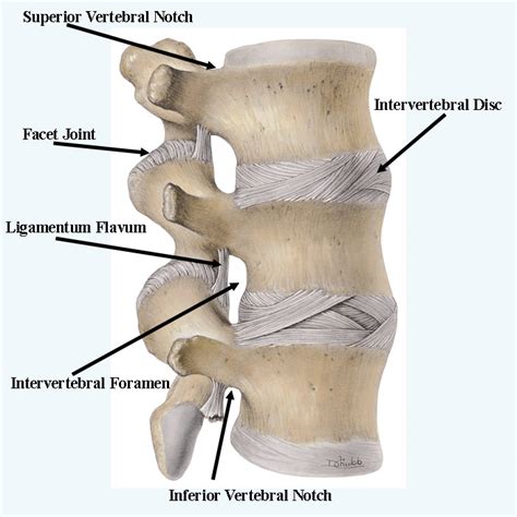 Biology: Intervertebral disc