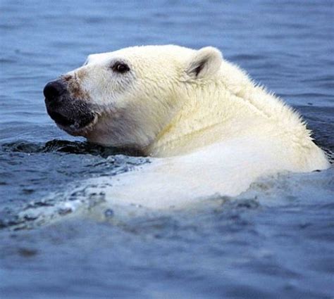 International Polar Bear Day - 36 Amazing Facts About the Polar Bear