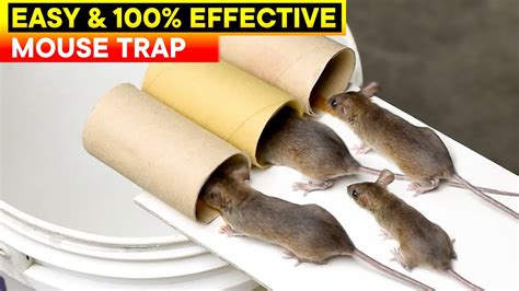 Drop In Bucket Rat Trap at Holly Tardiff blog