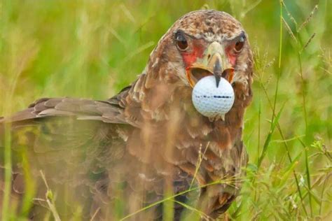 Eagle mistakes golf ball for egg in Kruger National Park - UPI.com