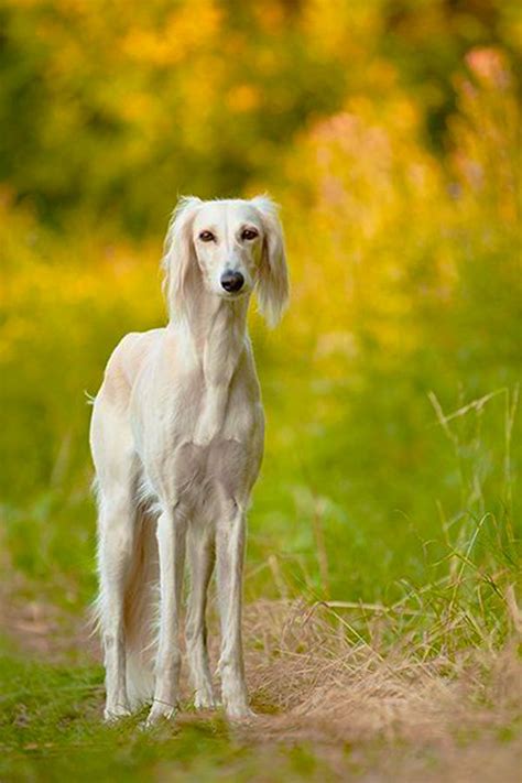 Fox Dog, Dog Cat, Saluki Dogs, Whippets, Doberman Love, Dog Heaven ...