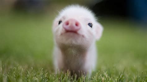 🔥 [50+] Baby Farm Animal Wallpapers | WallpaperSafari