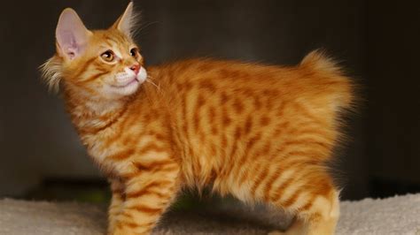 American Bobtail Cat: Characteristics, Temperament & Cat Care