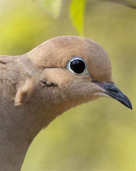 Mourning Dove Meaning: Are Mourning Doves a Sign of Death?