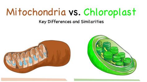 Compare and Contrast: Chloroplasts and Mitochondria | Compare, contrast ...