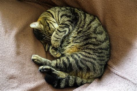 sleeping cat Free Photo Download | FreeImages