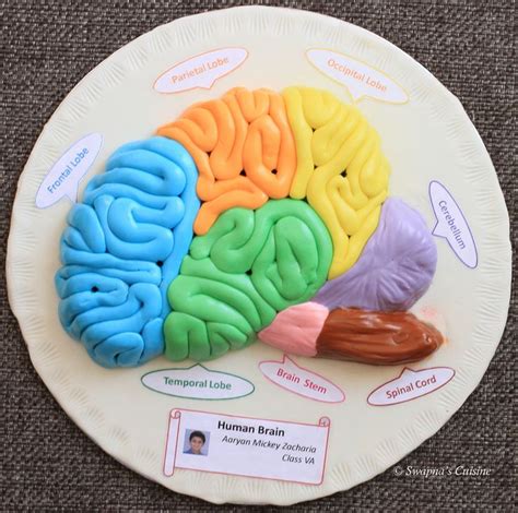 Model of Human Brain with Fondant | A Cake in Oven | Pinterest ...