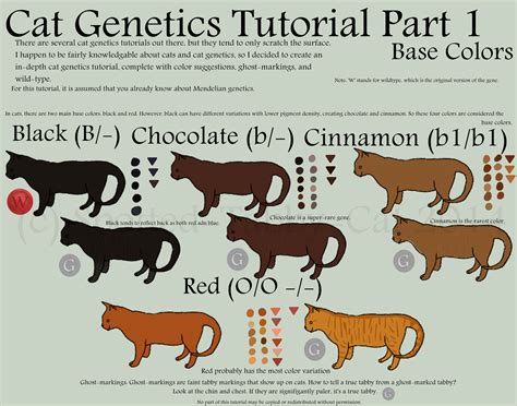 Cat Genetics Tutorial by Spotted-Tabby-Cat on DeviantArt