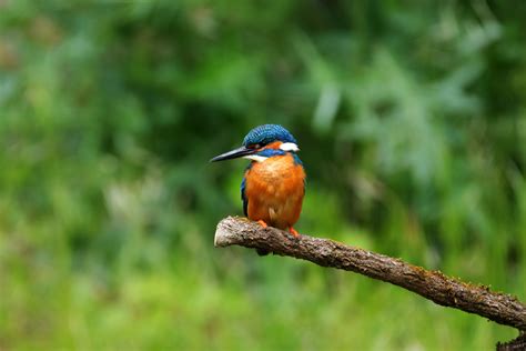 Bird Watching in Kibale National Park - Birding in Uganda