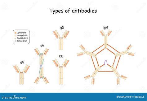 Antibodies and Immunoglobulin IgG, IgM, IgA, IgD, and IgE Stock Vector ...