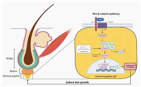 Nutrients | Free Full-Text | Hordenine Activated Dermal Papilla Cells ...