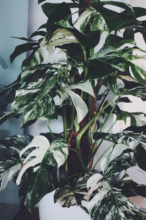 Monstera deliciosa variegata | Plants, Variegated plants, Cool plants