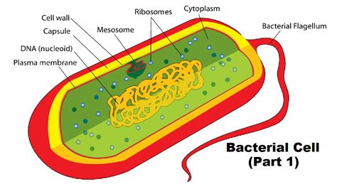 [DIAGRAM] Structure Of Bacterial Cell Diagram - MYDIAGRAM.ONLINE