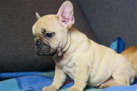 Beige Frenchie / French bulldog puppies - TomKings kennel