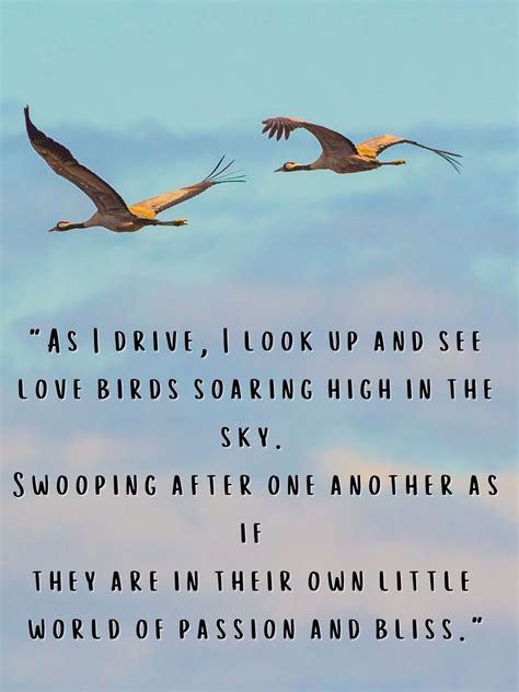 Most Romantic Love Birds Quotes to Swoon Over - Darling Quote