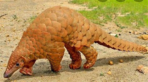 Pangolin found wandering on Noida roads rescued | Delhi News - The ...