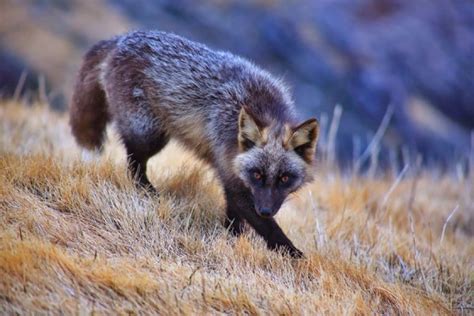 7 Of The Most Breathtakingly Beautiful Fox Species In The World